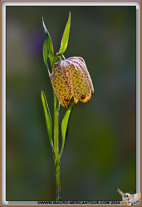 Fritillaire de Moggridge