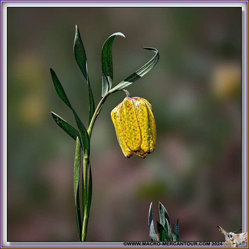 Fritillaire de Moggridge