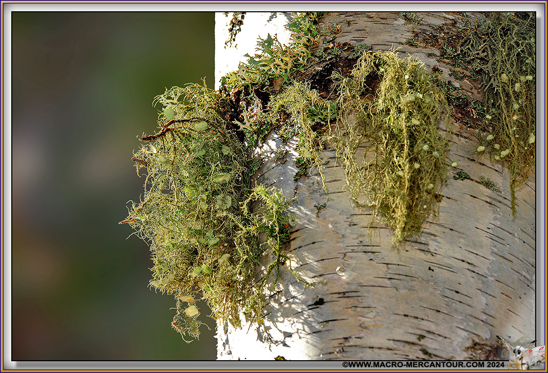 Lichen
