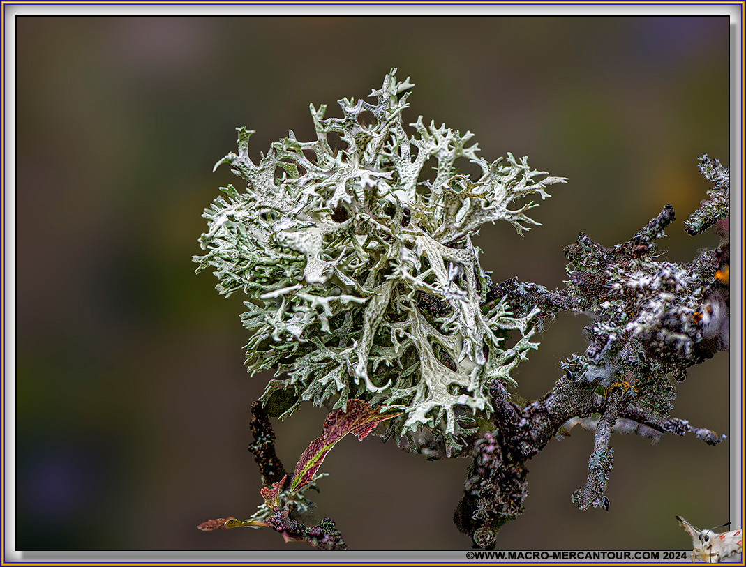 Lichen