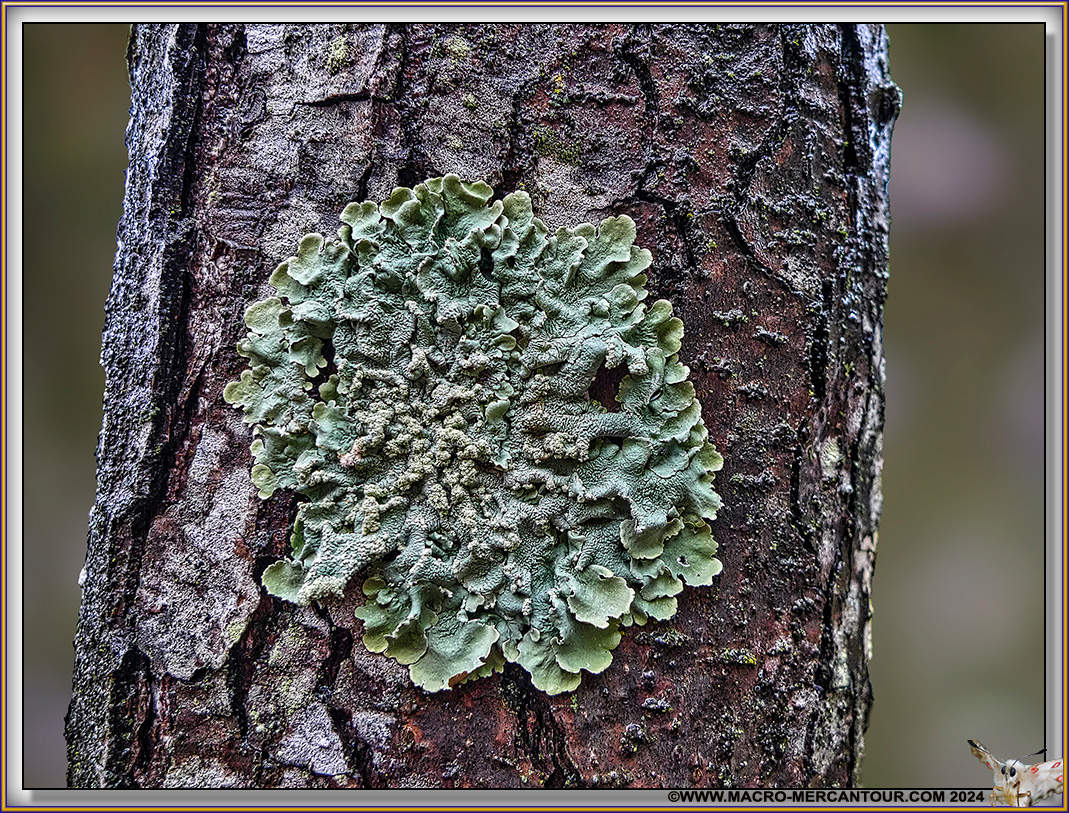 Lichen