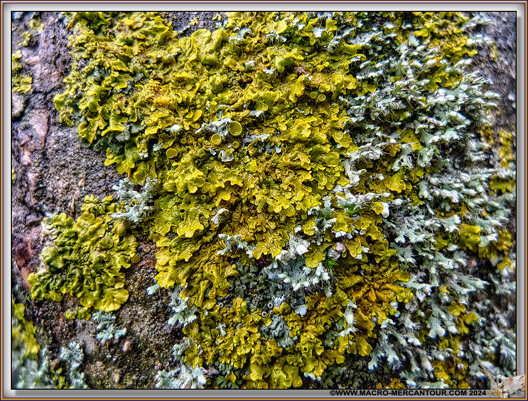 Lichen