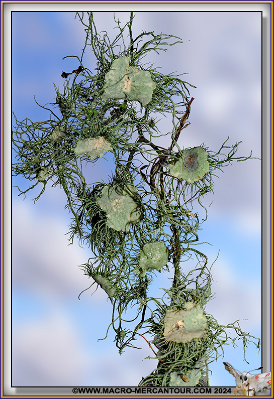 Lichen