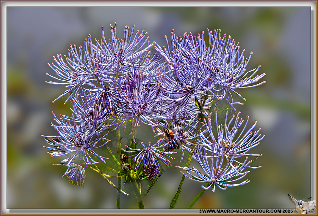 Thalictrum