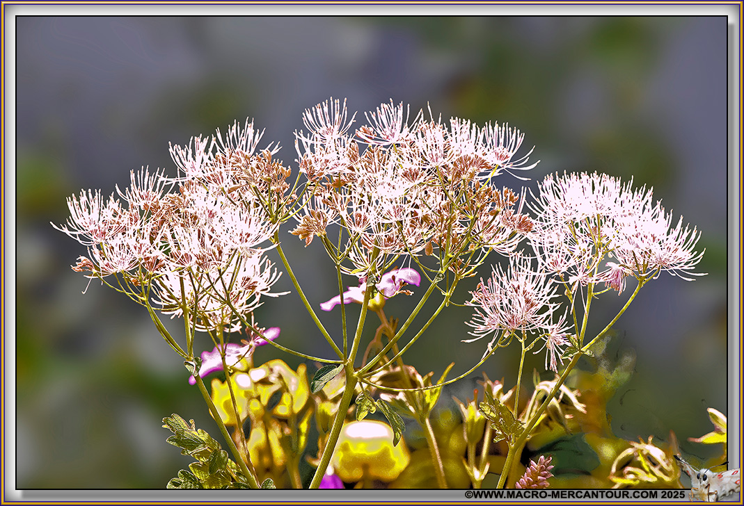 Thalictrum