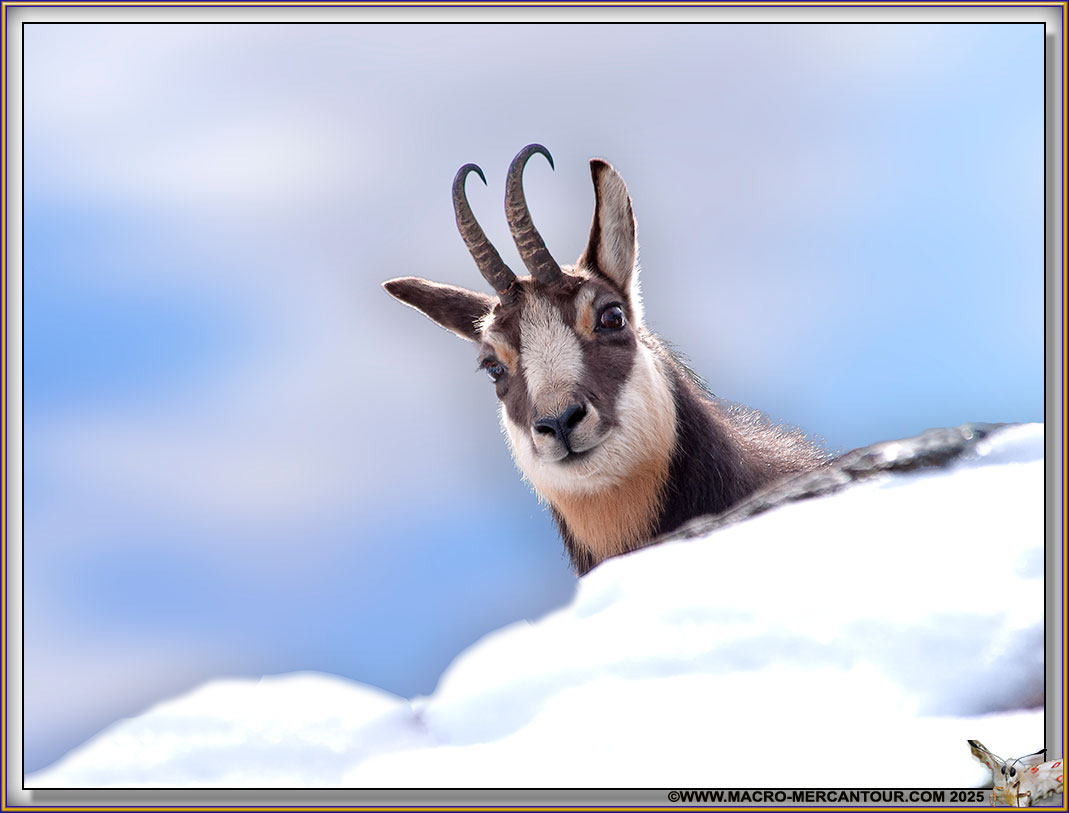 CHAMOIS