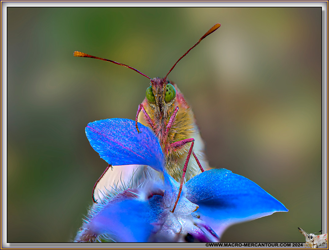 11-SOUFRE-17-24845-D-copie