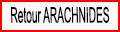 Retour Arachnides