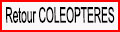 Retour Coléoptères