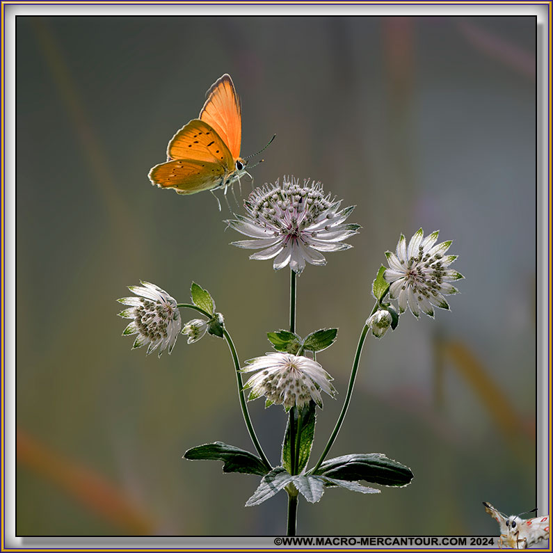 Cuivré de la Verge d'Or
