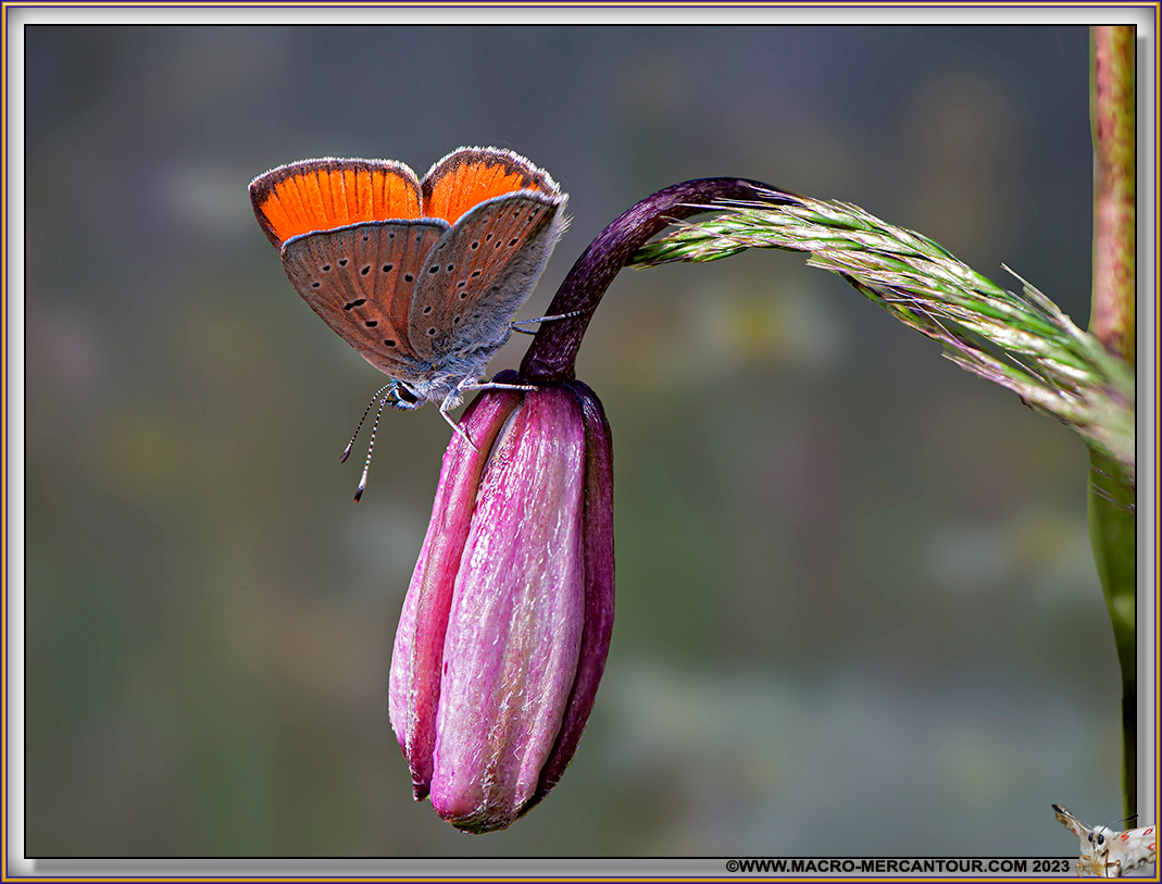 Cuivré de la Verge d'Or