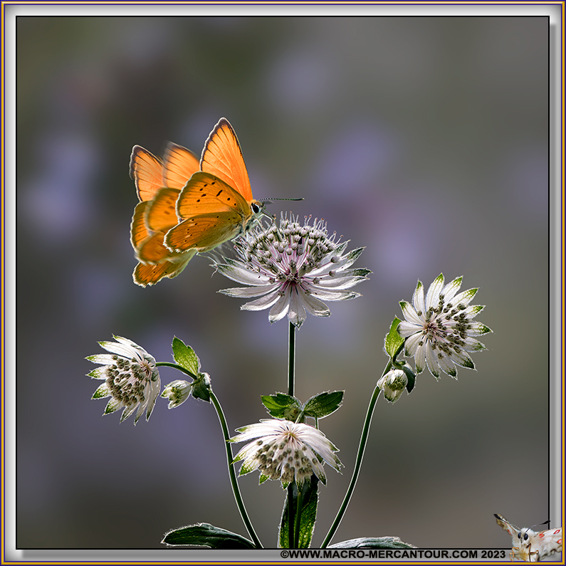 Cuivré de la Verge d'Or