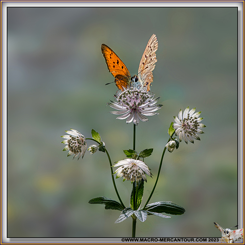 Cuivré de la Verge d'Or