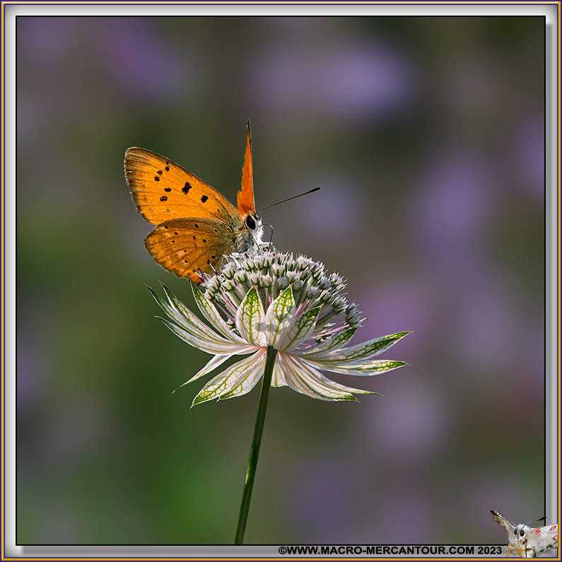 Cuivré de la Verge d'Or