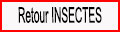 Retour page Insectes