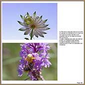 Le Mercantour Grandeur Nature