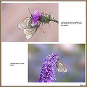 Le Mercantour Grandeur Nature