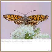 Le Mercantour Grandeur Nature