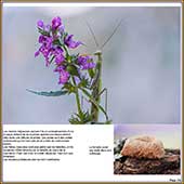 Le Mercantour Grandeur Nature