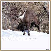 Le Mercantour Grandeur Nature