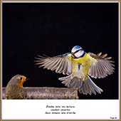 Le Mercantour Grandeur Nature