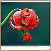 Le Mercantour Grandeur Nature