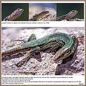 Le Mercantour Grandeur Nature