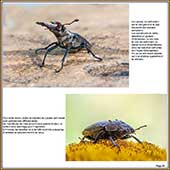 Le Mercantour Grandeur Nature