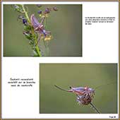 Le Mercantour Grandeur Nature