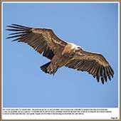 Le Mercantour Grandeur Nature