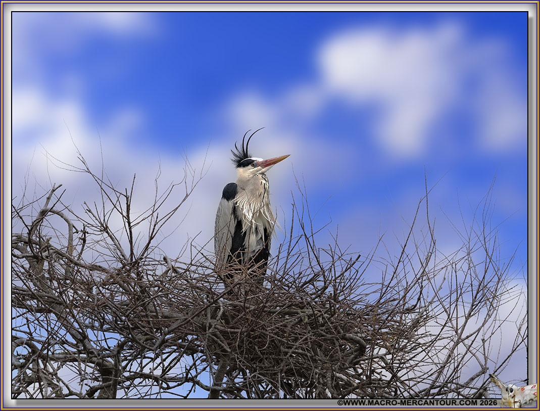 H&eacute;ron cendr&eacute;