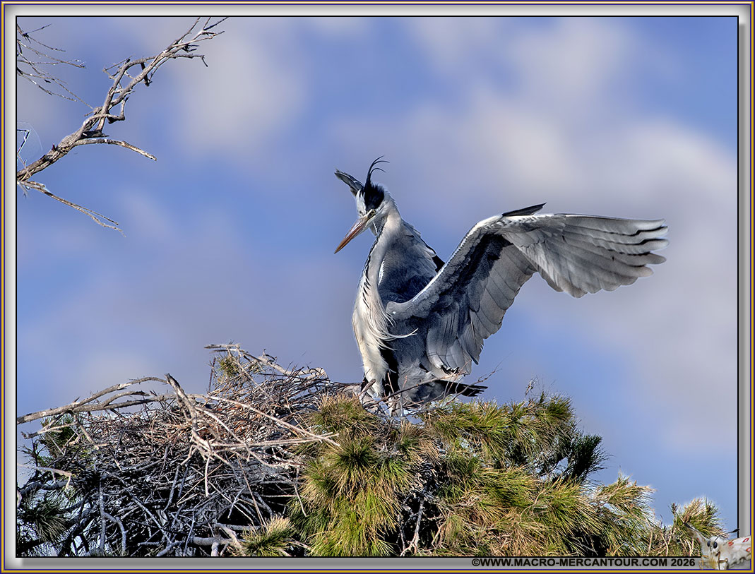 H&eacute;ron cendr&eacute;