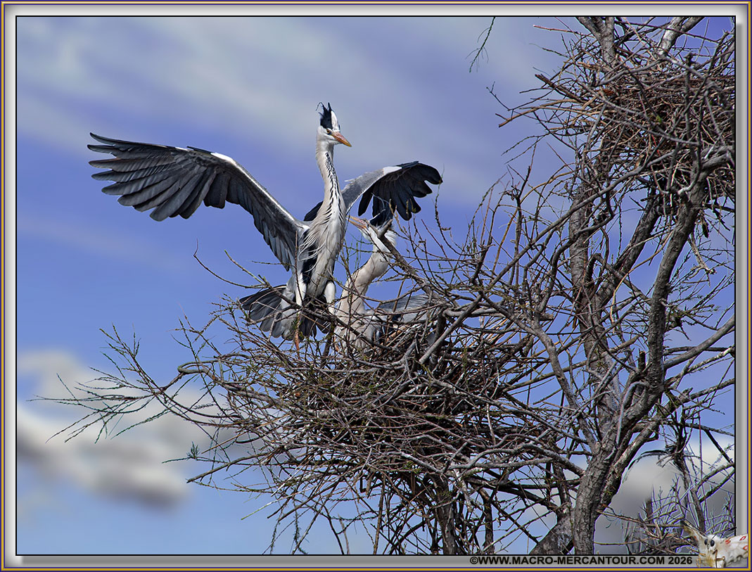 H&eacute;ron cendr&eacute;