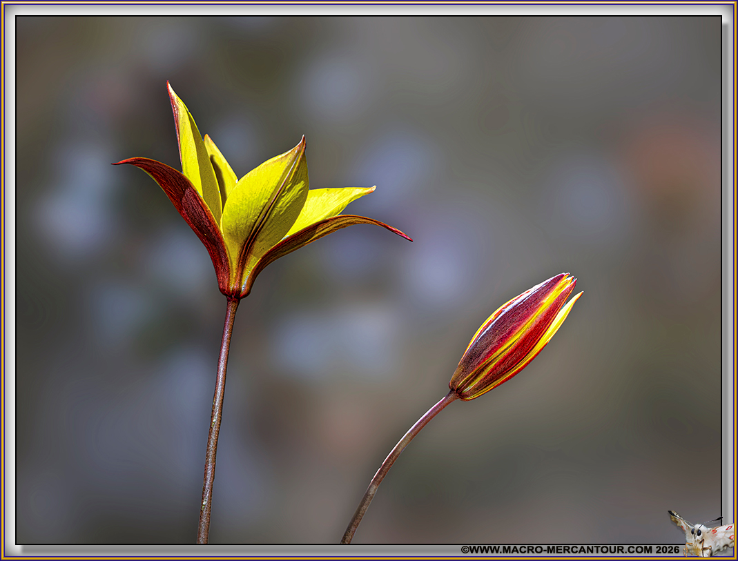 TULIPES DE CELSE