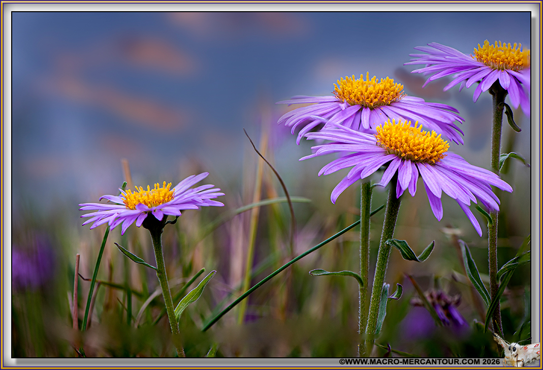 ASTERS