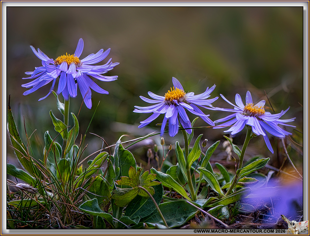 ASTERS