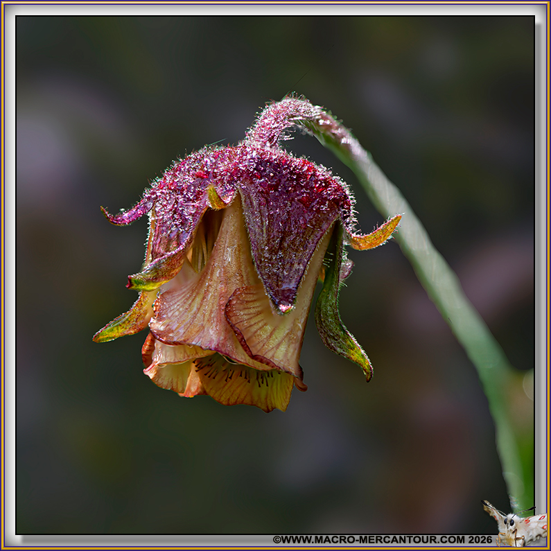 Beno&icirc;tes des ruisseaux