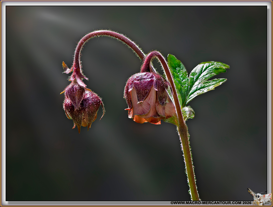 Beno&icirc;tes des ruisseaux