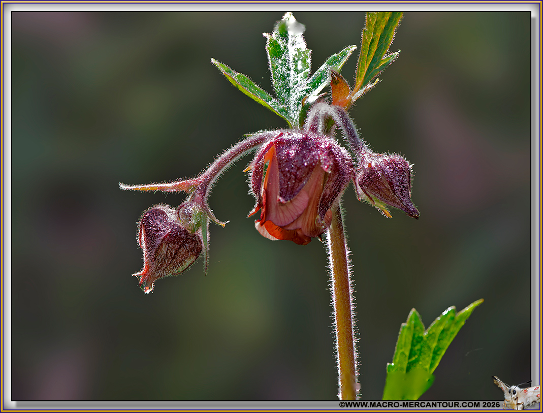 Beno&icirc;tes des ruisseaux
