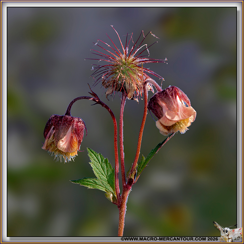Beno&icirc;tes des ruisseaux