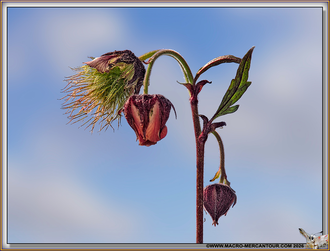 Beno&icirc;tes des ruisseaux