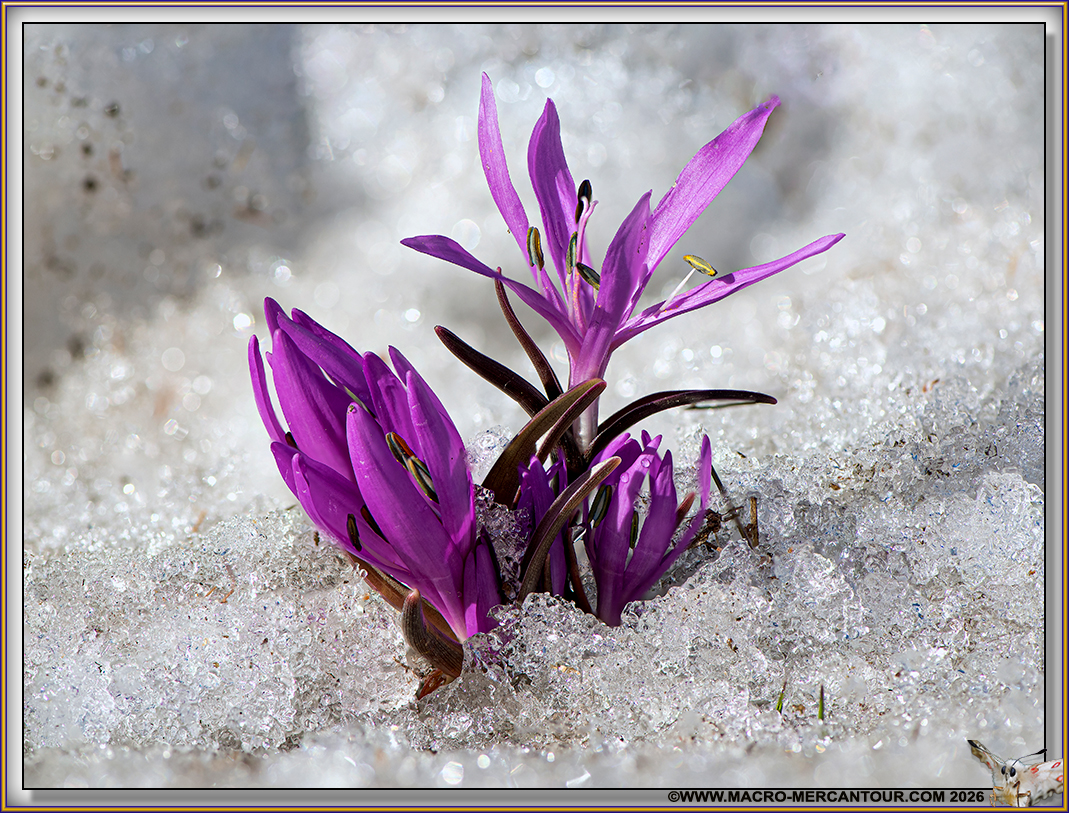 Bulbocode printanier