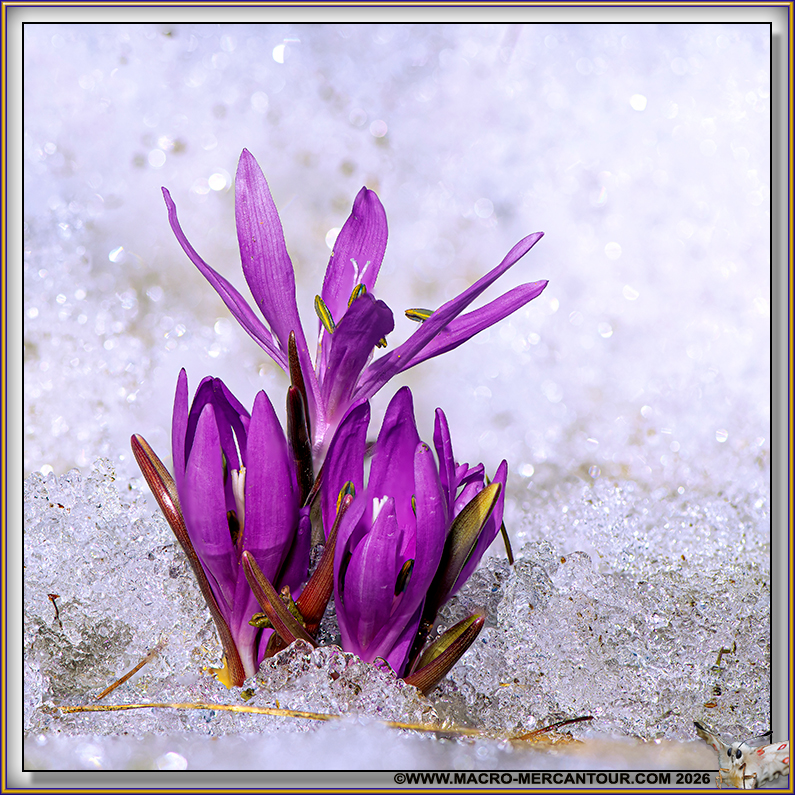 Bulbocode printanier