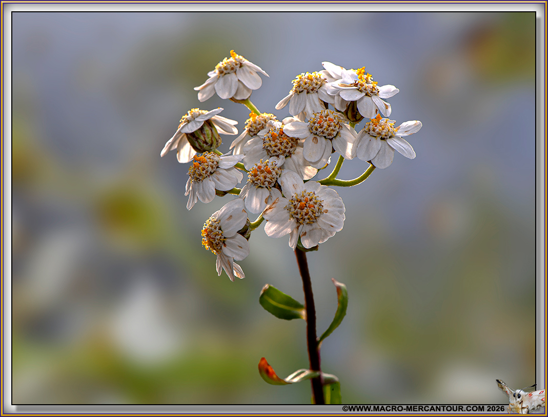 Camomille du Pi&eacute;mont