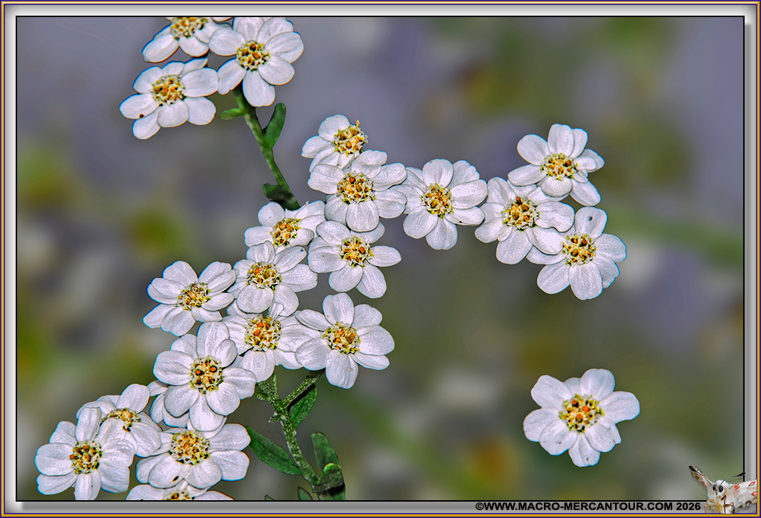 Camomille du Pi&eacute;mont