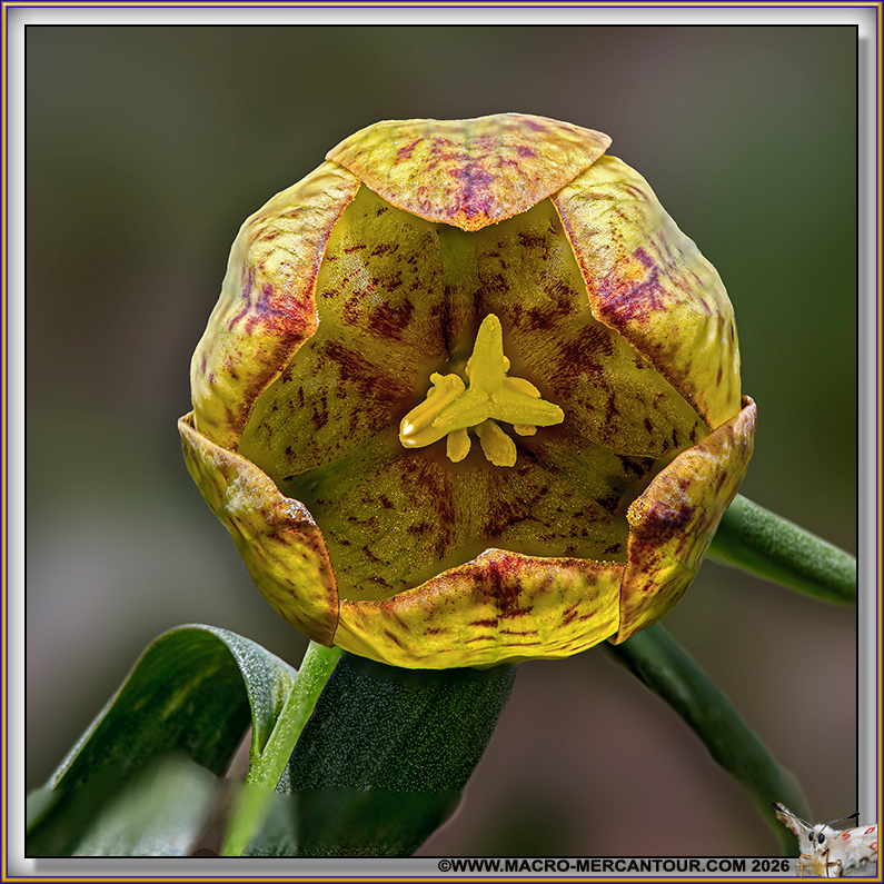 Fritillaire de Moggridge