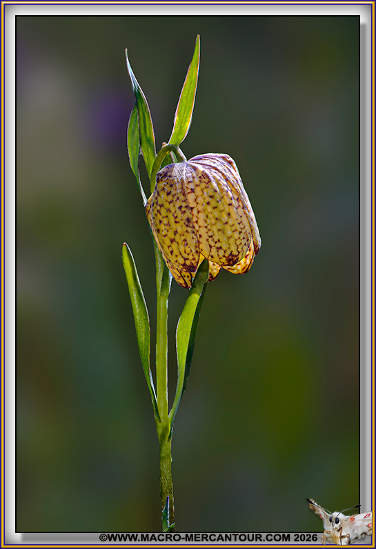 Fritillaire de Moggridge