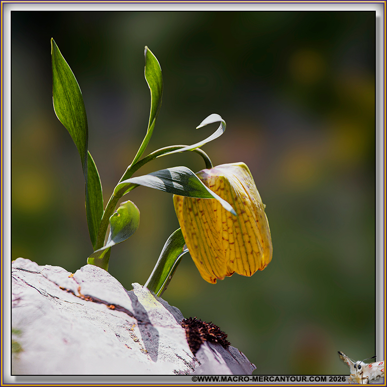 Fritillaire de Moggridge