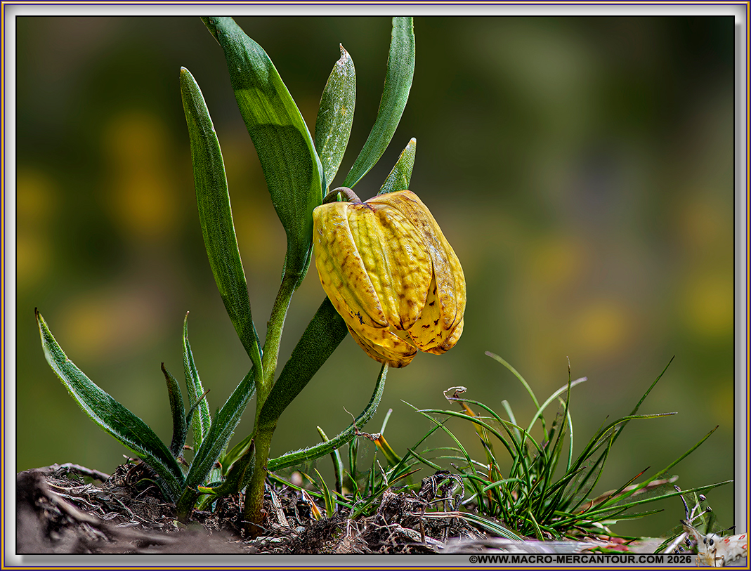 Fritillaire de Moggridge