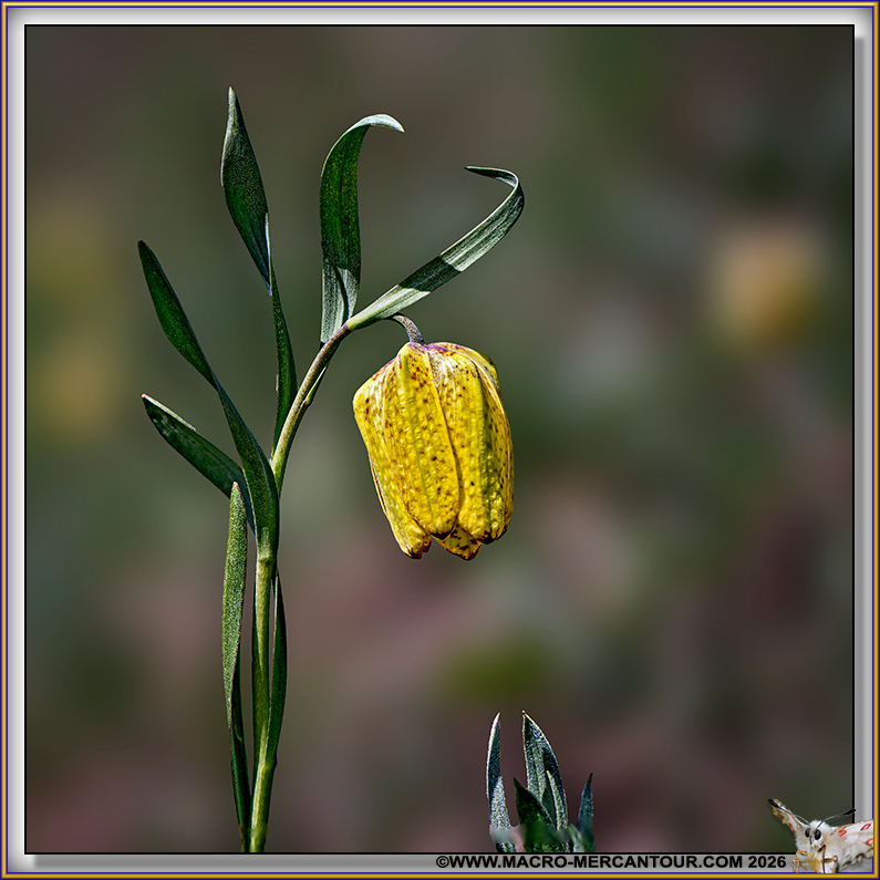 Fritillaire de Moggridge